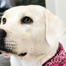 Coco - Labrador Retriever