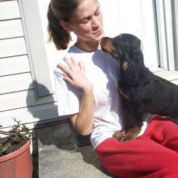 English Setter, Golden Retriever, and Gordon Setter Puppies from Katherine's Gordon Setters, English Setters, and Golden Retrievers