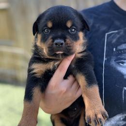Rottweiler Puppies from VHWilliamsRottweilers