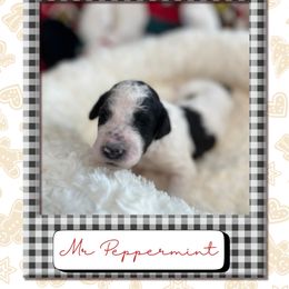 Peppermint - Parti male Poodle puppy in Ocean Springs, Mississippi from Forever Summer Standard Poodles