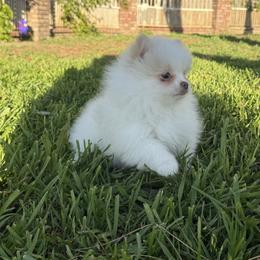 Ella - Cream parti female Pomeranian puppy in San Jacinto, California from Savvypomeranians