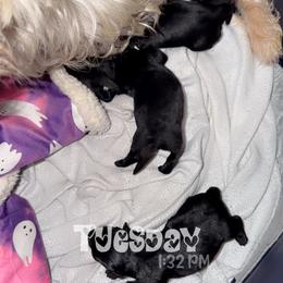 Angel - Black female Scottish Terrier puppy in Mancelona, Michigan from Stefany Farm of Happiness