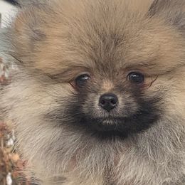 Pomeranians from Yanetta Pomeranians