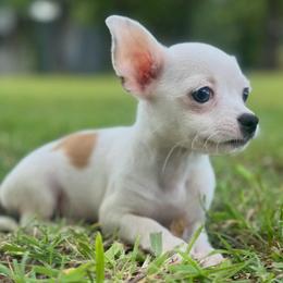 Little Moo Moo - Cream and white female Chihuahua puppy in Alvord, Texas from Gift of Gods Favor