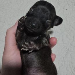 Godiva- CKC - Sable female Dachshund puppy in Loganville, Georgia from Royal Dackel Haus