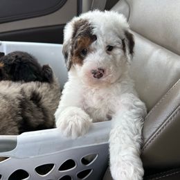 Harry - Blue merle male Aussiedoodle puppy in Heber City, Utah from Junipersdoodles