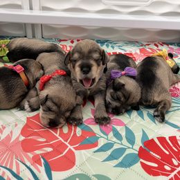 Miniature Schnauzer Puppies from Happy Schnauzer