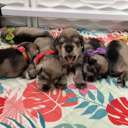 Miniature Schnauzer Puppies from Happy Schnauzer