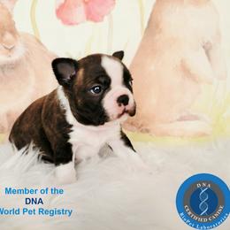Wyatt - Seal brindle and white male Boston Terrier puppy in Spartanburg, South Carolina from Our Gang Bostons