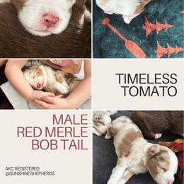 Australian Shepherd Puppies from Sunshine Shepherds