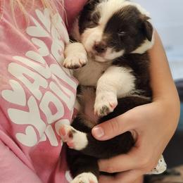 Australian Shepherd Puppies from A-J Farms Iowa