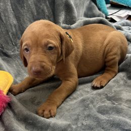Yellow Girl - Red golden female Vizsla puppy in Foley, Alabama from Paula's South Bama Vizslas
