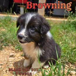Browning - Black tri-color male Australian Shepherd puppy in Abilene, Texas from S&K Aussies N' Rotties