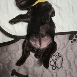 Black Russian Terrier Puppies from KGB-BRT