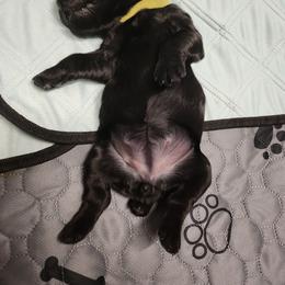 Black Russian Terrier Puppies from KGB-BRT