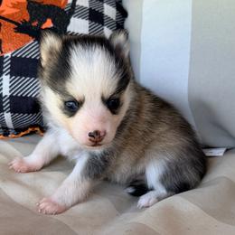 Wider mask boy - Black and white male Pomsky puppy in Enid, Oklahoma from Mile Hi Pomskies