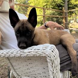 Tan Collar Boy 4 - Fawn male Belgian Malinois puppy in Franklin, Virginia from Morning Star Malinois