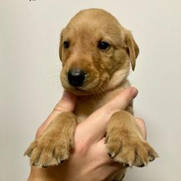 Black - Yellow male Labrador Retriever puppy in Newaygo, Michigan from Royal Oak Gundogs
