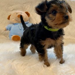Yorkshire Terrier Puppies from Yorkies Love