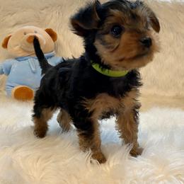 Yorkshire Terrier Puppies from Yorkies Love