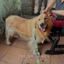 Axel - Golden Retriever