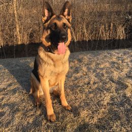 Mia - German Shepherd