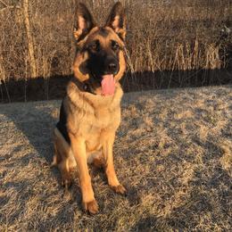 Mia - German Shepherd