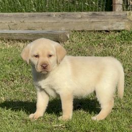 Ginger (pink) - Yellow Labrador Retriever puppy in Gerber, California from In The Zone Dog Training and Breeding