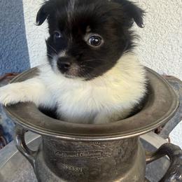 Penny - Black parti female Pomeranian puppy in Costa Mesa, California from Wheresmil0