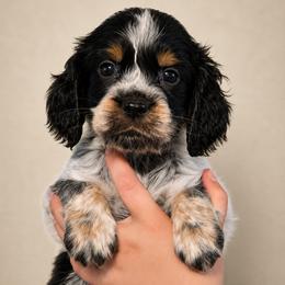 Oreo - Black white and tan male English Springer Spaniel puppy in Fort White, Florida from Thunderbird Springers