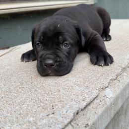 Dark Blue Collar Female - Black female Cane Corso puppy in Jasper, Alabama from C&M Cane Corso