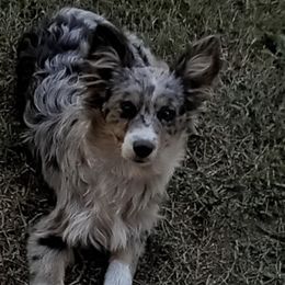 Miniature Australian Shepherds from Jerald's Mini Aussies