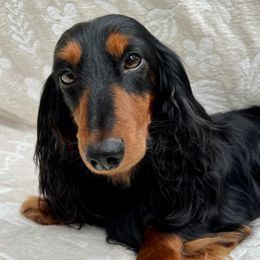 Boston - Dachshund