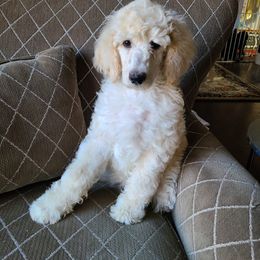 Poodle Puppies from Hickory Hills Poodles