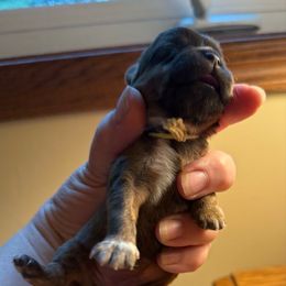 Munchkins - Brindle female Cavatzu puppy in Saint Paul, Minnesota from Amy’s Puppy Tzu