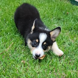 Boy 3 - Black and tan male Pembroke Welsh Corgi puppy in Rockmart, Georgia from Parker's Pembrokes