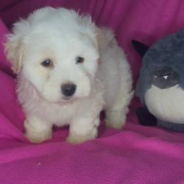 Girl 1 - White female Coton de Tulear puppy in North Augusta, South Carolina from Furever Cotons