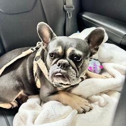 Blue - French Bulldog