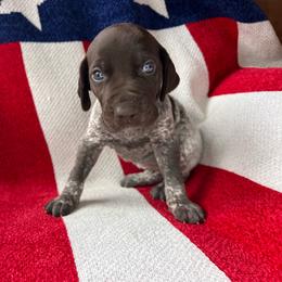 America - Liver roan female German Shorthaired Pointer puppy in Dugspur, Virginia from Pilgrims Trails Shorthairs