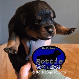 Boy 1 - male Rottweiler puppy in Shepherdsville, Kentucky from Rottie Squad Kennel