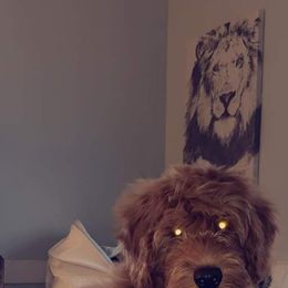 Aussiedoodle and Goldendoodle All Grown Up from Hunting Creek Kennels