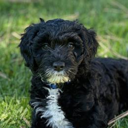 Australian Labradoodle Puppies from High Desert Labradoodles