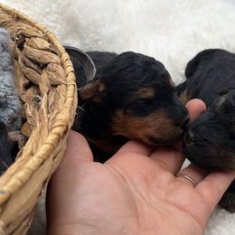 Boy 1 - Black grizzle and tan male Welsh Terrier puppy in Marshallville, Ohio from Anne's Pups