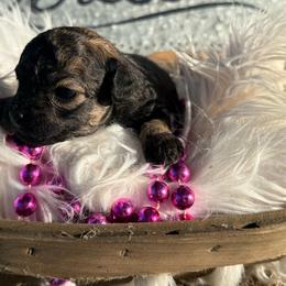 Celine - Phantom female Poodle puppy in Taylorsville, North Carolina from SilverLining highlands and hounds