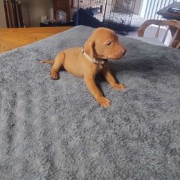 Gray - Vizsla puppy from Izabella Vizslas