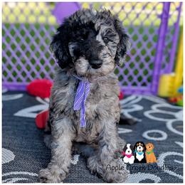 ROSIE - Gentle and Sweet - F1b -OFA-Genetics-Microchip-2 Yr Warranty. - Merle female Goldendoodle puppy in Jeddo, Michigan from Apple Creek Doodles