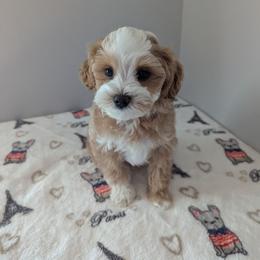 Romeo - Apricot male Maltipoo puppy in Federal Way, Washington from Joyful Pups