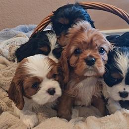 Lady Di is sold - Tri-color female Cavalier King Charles Spaniel puppy in Simi Valley, California from Above All Else Love