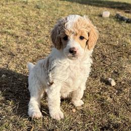 Bunny - Parti female Poodle puppy in Peyton, Colorado from Fuzzybottoms Ranch LLC