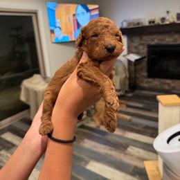 Red collar - Red  female Poodle puppy in Riverside, California from Riverside red poodles